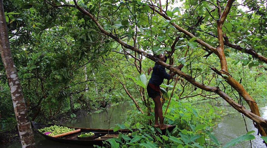 A local farmer carefully unloads guavas from a small dinghy beneath lush trees, navigating the crowded waterways of Jhalokathi’s famous floating market. (Photo: V7N)